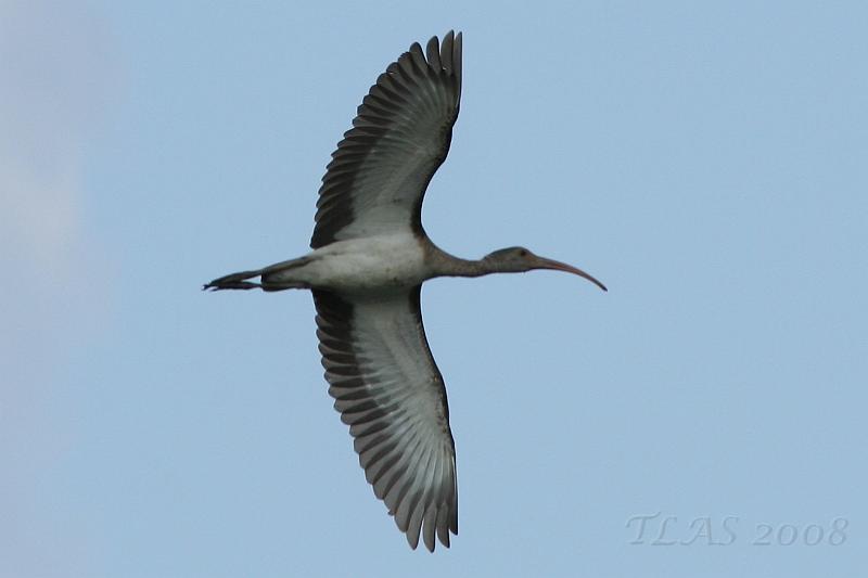 White Ibis.jpg